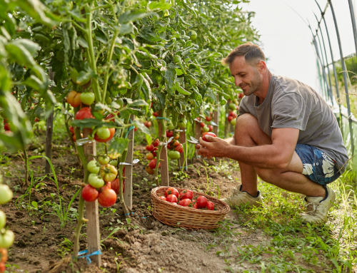 Tóm lại: Công việc hái cà chua định cư Phần Lan có dễ hay không?